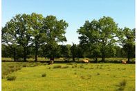Camping Vermietung Camping Drentsheerlijk