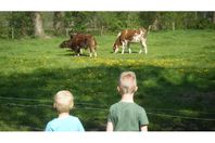 Camping Vermietung Boerderijcamping Achter 't Koeienpad
