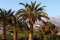 Camping alquiler Fonts de l'Algar