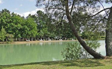 Chêne Du Lac