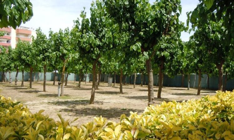 Camping Bellsol - Pineda de mar : Campingplatz buchen | Camping and Co